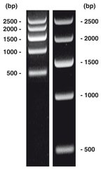 DNA-Marker short-run 1 50 µg
