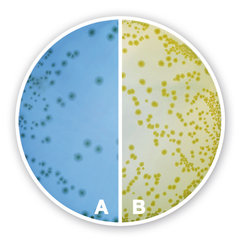 CLED-Agar 1 kg