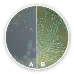 Listeria chromogener Agar (Basis) -