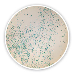 m-EI chromogener Agar (Basis) - 100