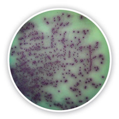 Pseudomonas chromogener Agar - 100