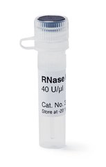 RNAse Inhibitor 10000 U
