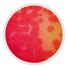 Mannitol-Eigelb-Polymyxin-Agar (Bas