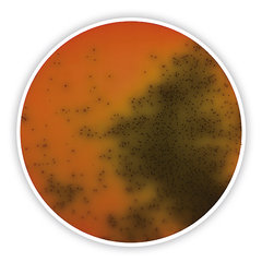 Palcam-Listeria-Agar 500 g