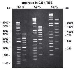 Agarose Low Melt Roti®garose 100 g