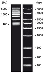 DNA-Marker Short-Run, Extended 50ug