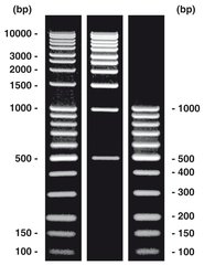 DNA-Leiter kombi 1 Set