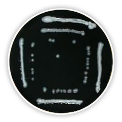 Legionella-Agar (Basis) 500 g