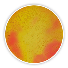 Mannit-Kochsalz-Agar 500 g
