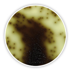 Galle-Esculin-Azid-Agar DEV 500 g