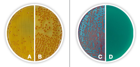 Lactose-TTC-Agar, m. Na-heptadecyls