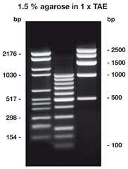 Agarose HR-PLUS Roti®garose 10 g