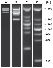 PCR-Marker DNAscore 1 Set