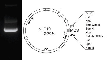 Plasmid-DNA pUC19 50 µg