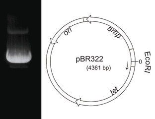 Plasmid-DNA pBR322 50 µg