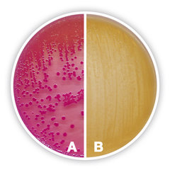 MacConkey-Agar 1 kg