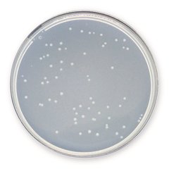 Plate-Count-Agar APHA, ISO 4833:200