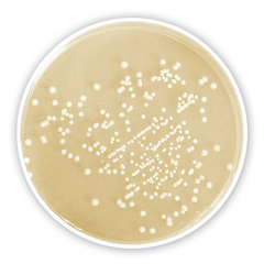 Caso Agar | | 5kg