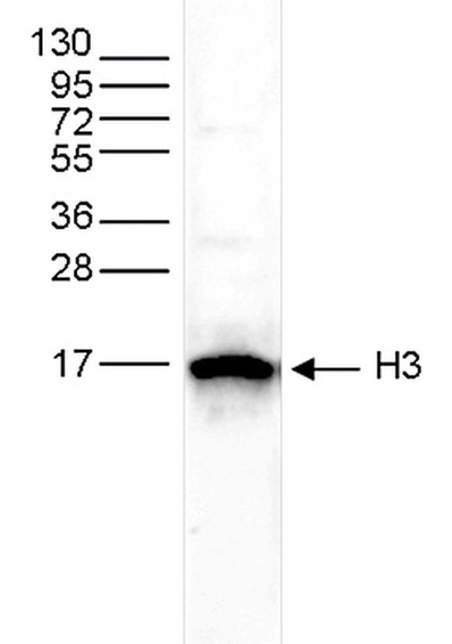 100 L Histone H3 Antibody