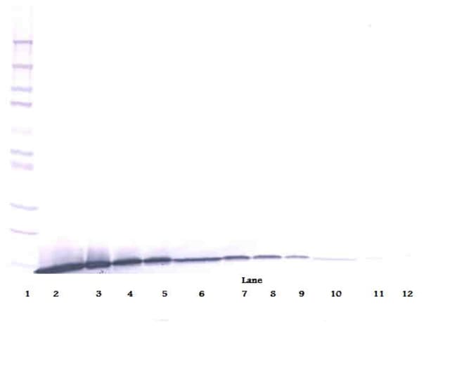 100UG ANTI-HUMAN ARTEMIN PEPROTECH