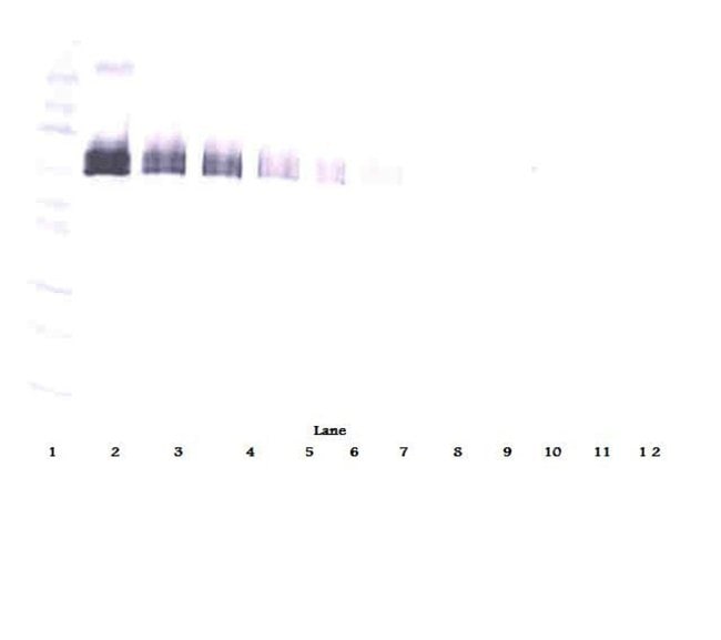 100UG ANTI-HUMAN SDLL-4 PEPROTECH