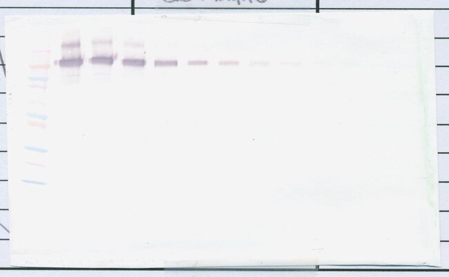 100UG ANTI-HUMAN PD-L1 FC PEPROTECH