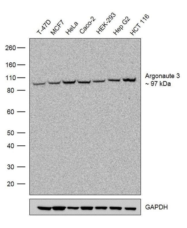 100UG AGO322H29L11MONOANTIBODY 100UG