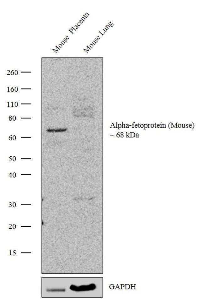 100UG ALPHAFETOPROTEIN(MS)MONO703094 100