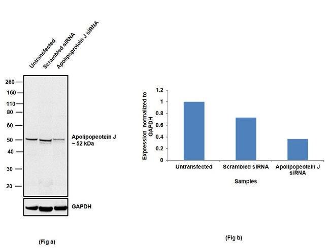 100UG APOJ12H12L20MONOANTIBODY 100UG