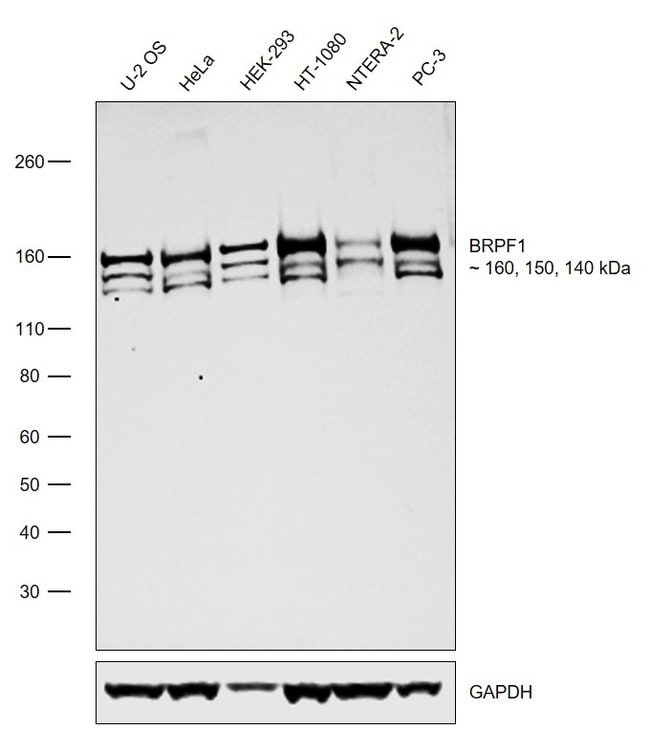 100UG BRPF119H16L8MONOANTIBODY 100UG