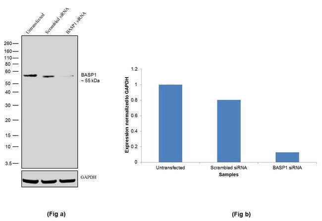 100UG BASP15H3L1MONOANTIBODY 100UG