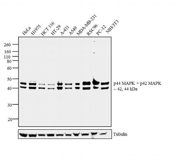 Anti-MAPK1&3 Protein Antibody, 200  l