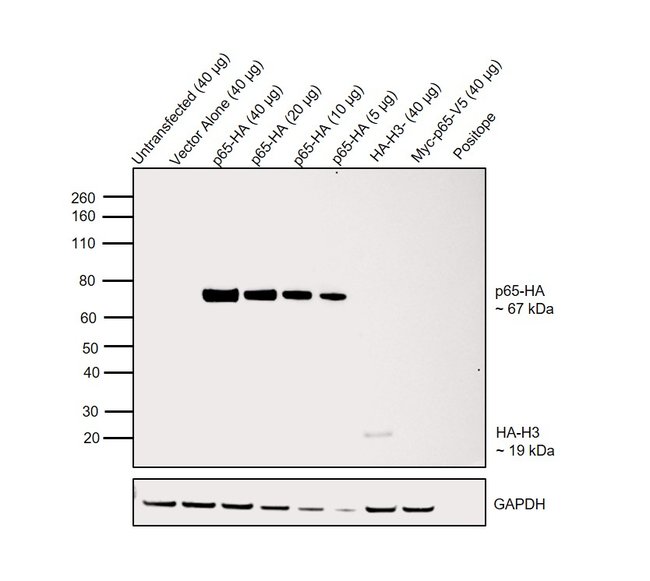 anti-HA, mouse IgG1, monoclonal 16B12, A