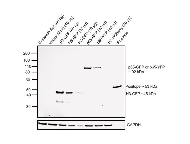 ANTI-GREEN FLUORESCENT PROTEIN,100 UL