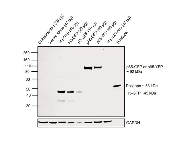 ANTI-GREEN FLUORESCENT PROTEIN,200 UG Th