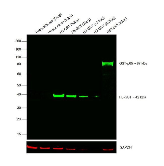 Anti-glutathione S-transferase, Rabbit I