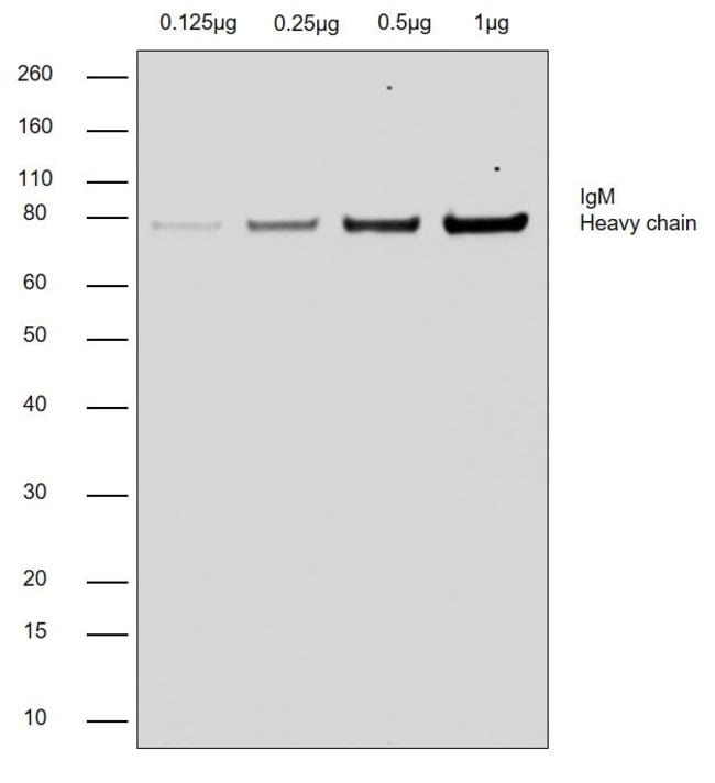 0.5MG Chicken Anti-Goat IgG (H+L) Antibo