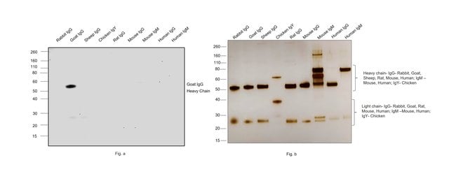 1MG Donkey Anti-Goat IgG (H+L) Antibody,