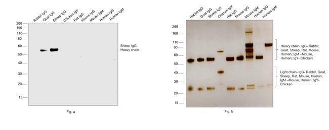 1MG Donkey Anti-Sheep IgG (H+L) Antibody