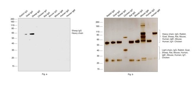 1MG Donkey Anti-Sheep IgG (H+L) Antibody