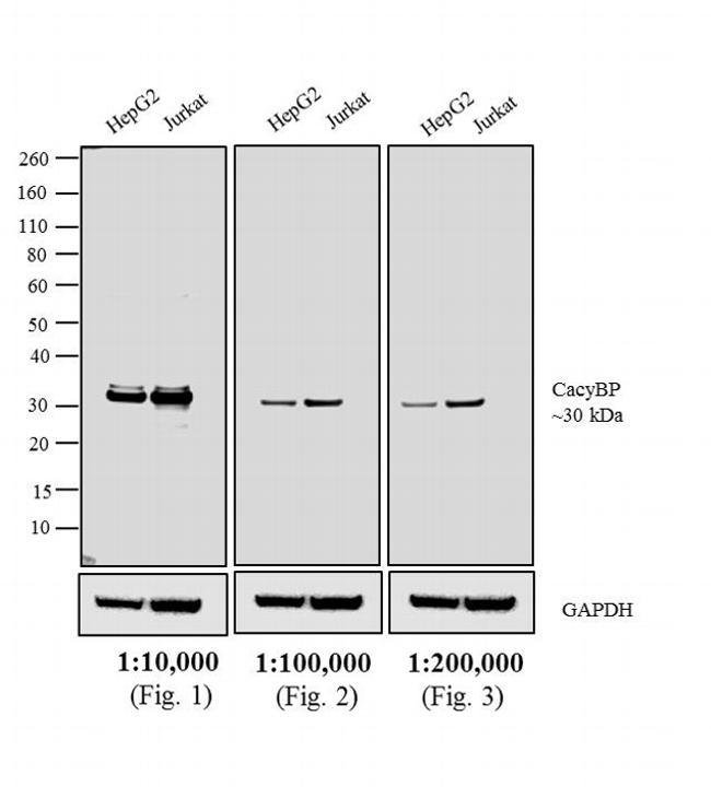 1MG Goat Anti-Rabbit IgG (H+L) Antibody,