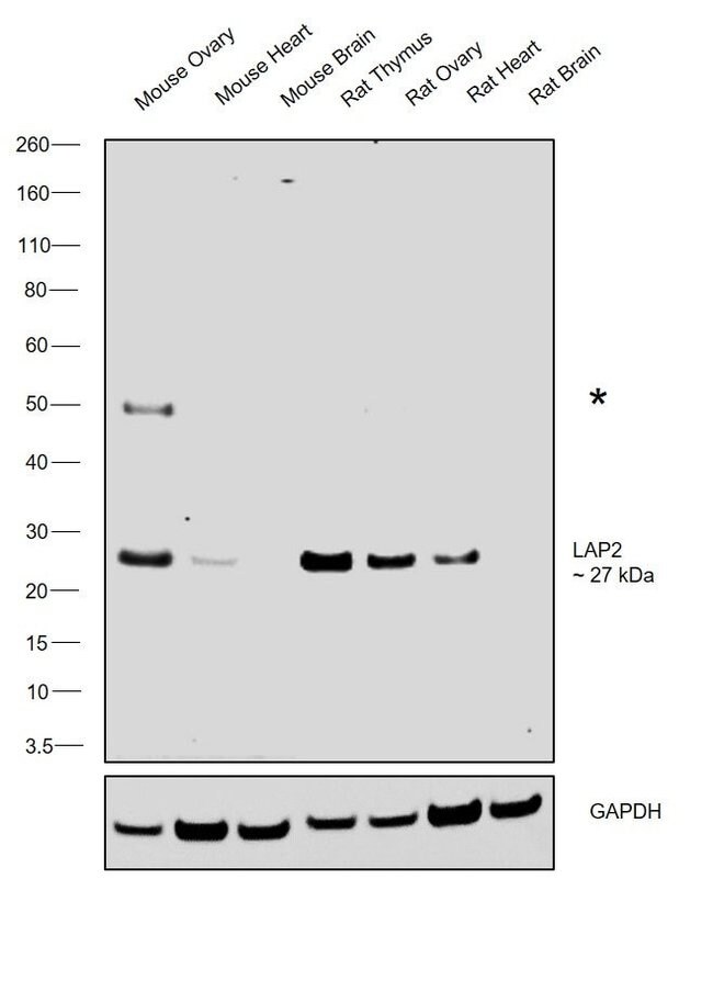 1MG Rabbit anti-Hamster IgG (H+L), affin