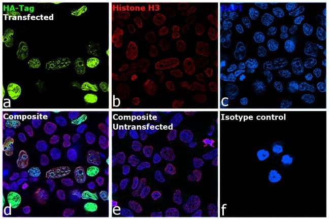 Anti-HA, mouse IgG1, monoclonal 16B12, A