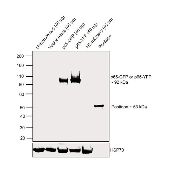 anti-GFP, IgG, Alexa Fluor® 488 conjugat