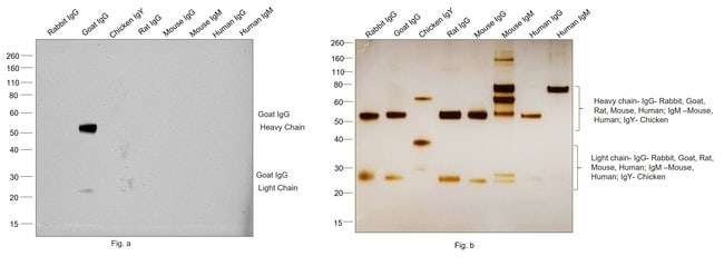 0.5MG RBXGT BIO F(AB')2