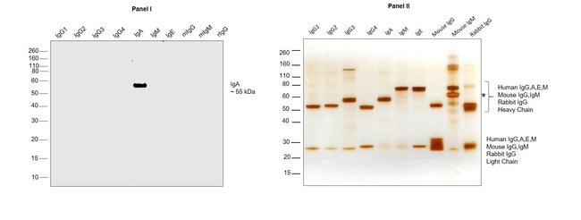 0.5MG GTXHU IGA HRP F(AB')2