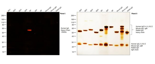 0.5MG GTXHU IGA TRITC F(AB')2