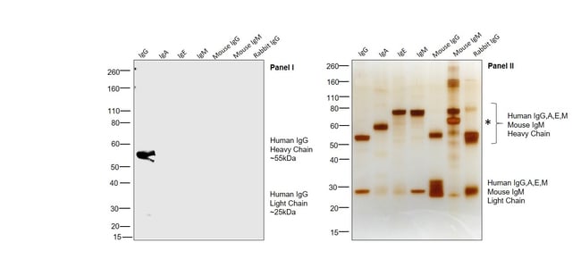 0.5MG GTXHU HRP F(AB')2