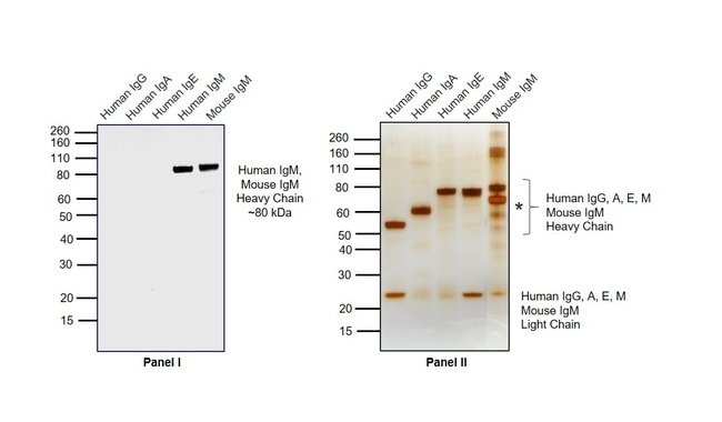 0.5MG GTXHU IGM HRP F(AB')2