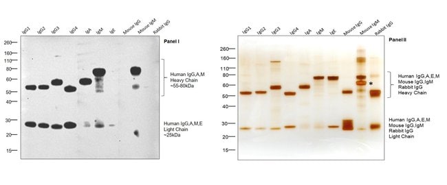 0.5MG GTXHU IGG/A/M HRP F(AB')2